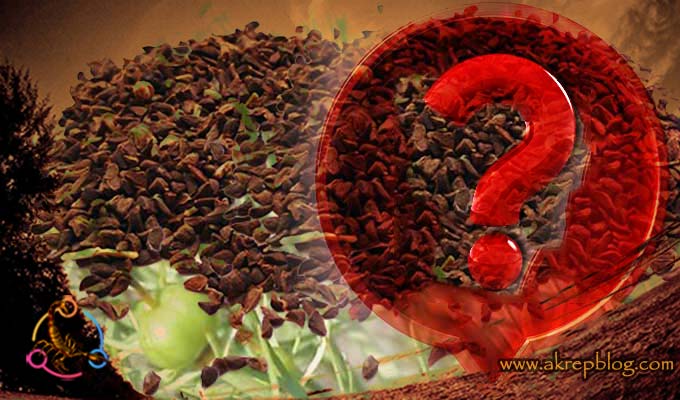 Üzerlik Tohumu Nasıl Kullanılır?